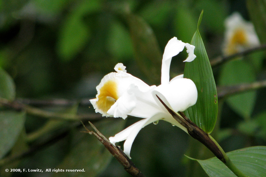 Orchid